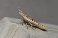 Ypsolopha mucronella
