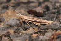 Ypsolopha mucronella