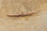 Ypsolopha mucronella