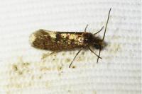 Eriocrania