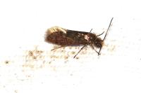 Eriocrania