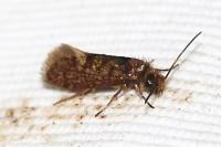 Eriocrania