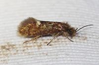 Eriocrania