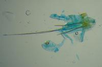 Carpatolechia decorella