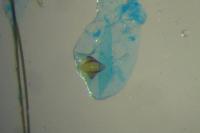Carpatolechia decorella