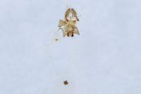 Acleris cristana