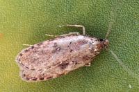 Agonopterix heracliana