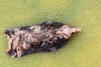 Acleris cristana