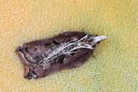 Acleris cristana