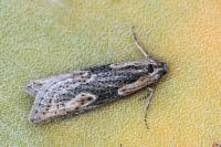 Doloploca punctulana