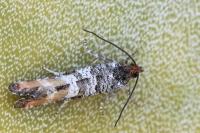 Rhyacionia duplana