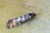 Rhyacionia duplana