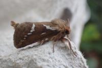 Korscheltellus lupulinus