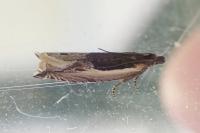 Ancylis apicella