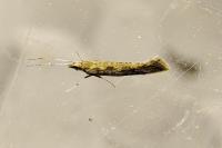 Plutella xylostella