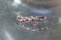 Parectopa ononidis