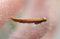 Zelleria hepariella