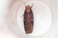 Agonopterix liturosa