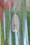 Agonopterix kaekeritziana