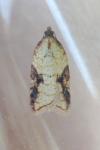 Acleris aspersana