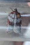 Acleris sparsana