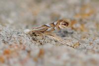 Phyllonorycter maestingella