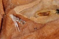 Phyllonorycter maestingella