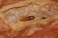 Phyllonorycter maestingella