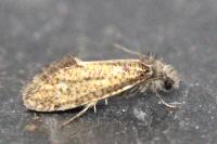Dyseriocrania subpurpurella