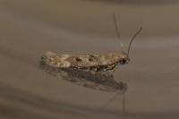 Scrobipalpa salinella