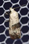 Cochylis