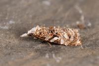 Phtheochroa rugosana