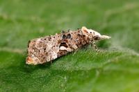 Phtheochroa rugosana