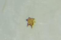 Acleris hastiana