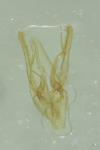 Phyllonorycter tenerella