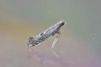 Parornix torquillella