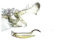 Parornix torquillella