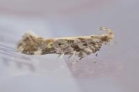Aristotelia decoratella