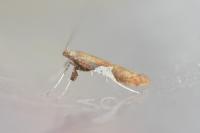 Caloptilia stigmatella