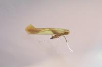 Caloptilia robustella