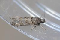 Teleiopsis diffinis