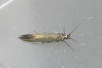 Coleophora