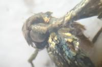 Coleophora