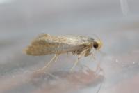 Crassa tinctella