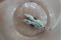 Hypatima rhomboidella