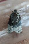 Apotomis betuletana