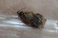 Ditula angustiorana