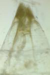 Alucita desmodactyla