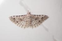 Alucita desmodactyla