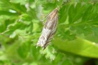 Ancylis comptana